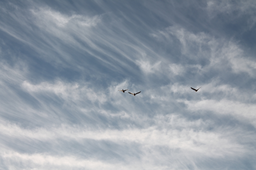 "volando" de Alejandra Roigt