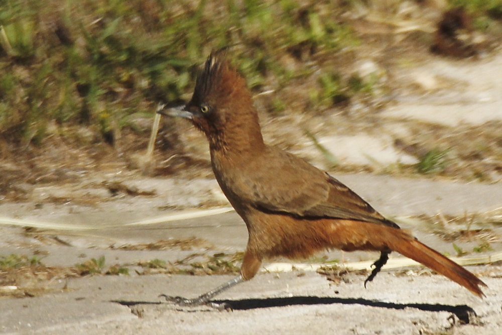 "Cacholote castao corriendo" de Rafael Buteler