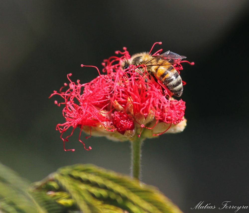 "Bee" de Alejandro Ferreyra