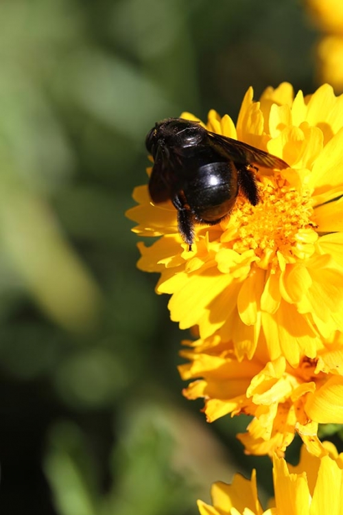 "sbre el amarillo,...el negro" de Vernica Dana