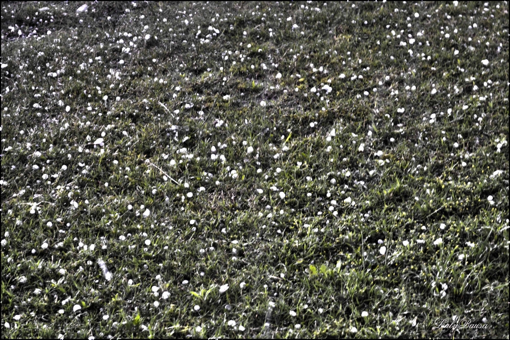 "Granizo...." de Maria Laura Bausa