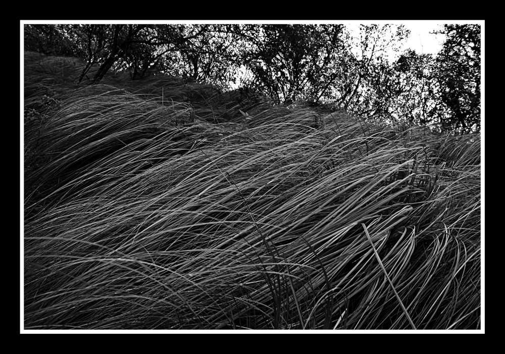 "Cascada de hierbas" de Gustavo Acosta