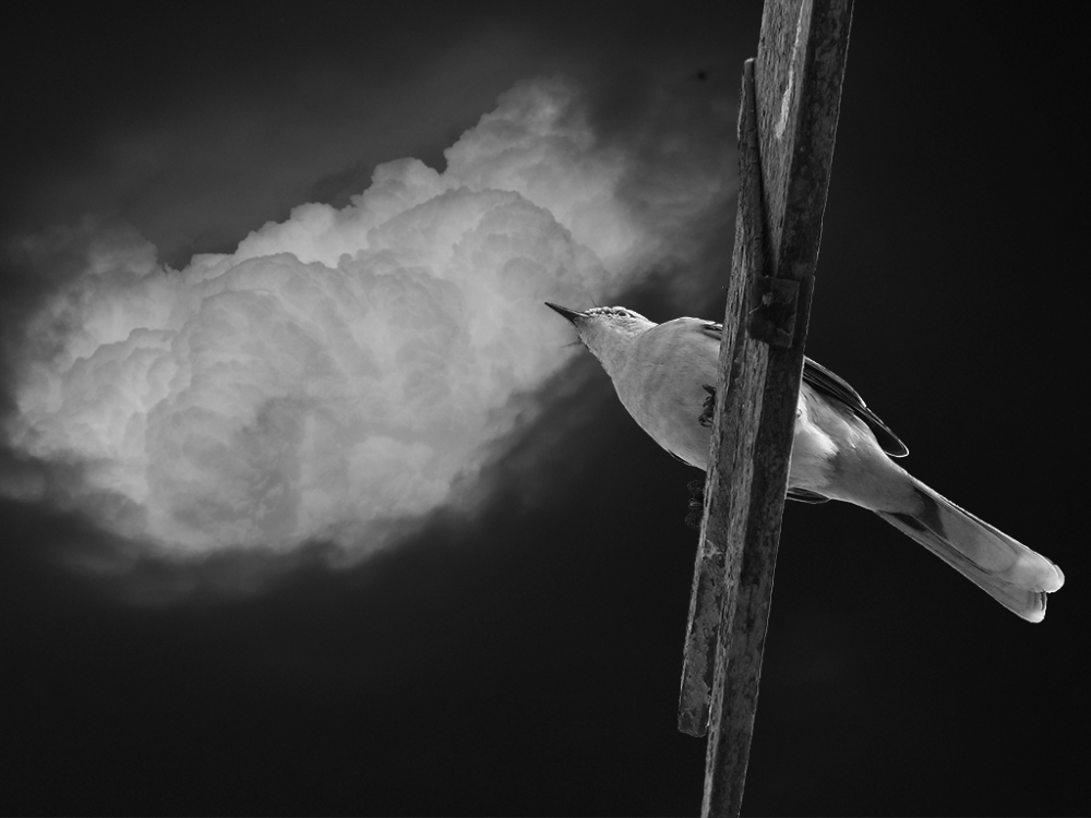 "El pjaro o la nube" de Fernando Valdez Vazquez