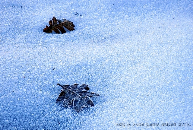 "ya lleg la nieve ..." de Rosa Mara Olivn