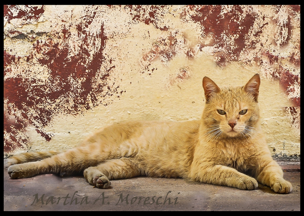 "EL gati" de Martha A. Moreschi