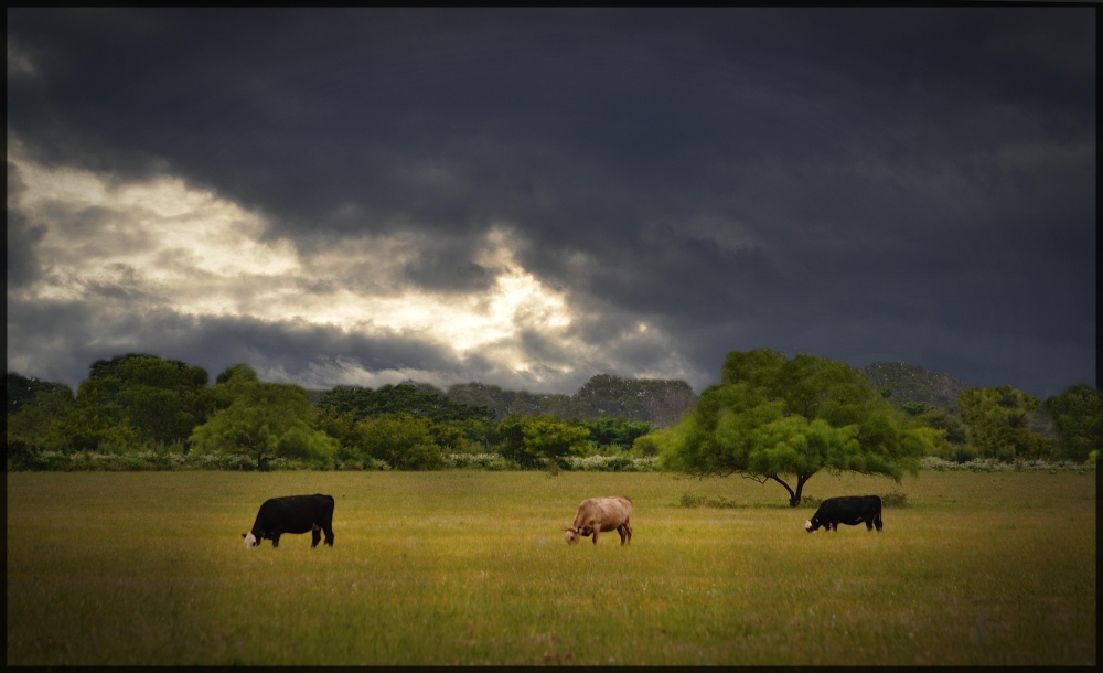 "Tres vacas" de Silvana Garat