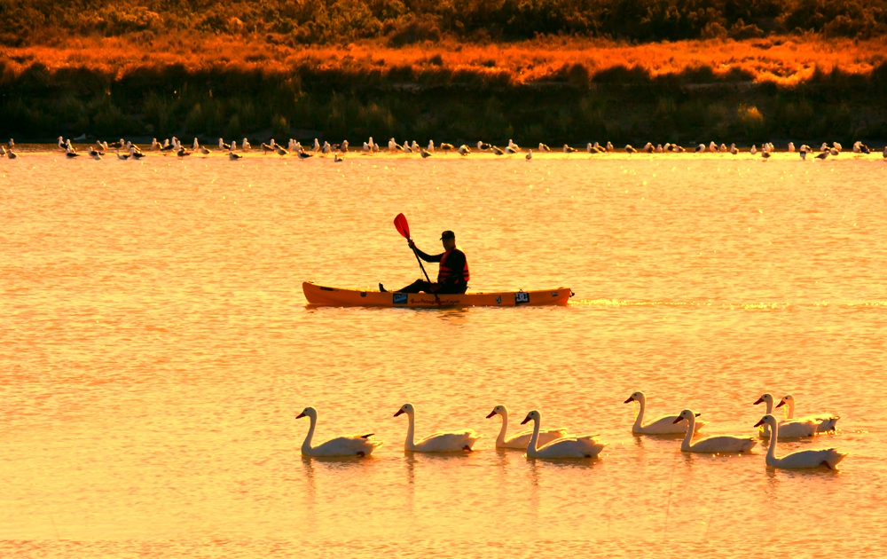 "Entre gansos y gaviotas" de Robinson Palleres