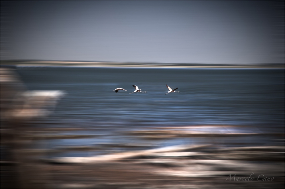 "Flamencos en vuelo..." de Marcelo Nestor Cano