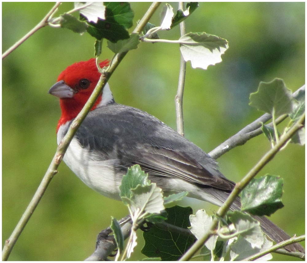 "Cardenal entre los palos" de Isidro Solrzano