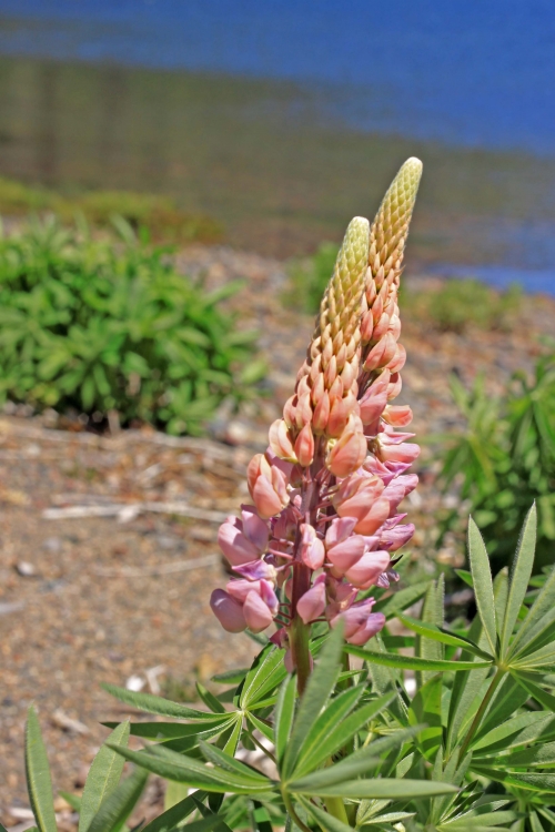 "Flor en el lago" de Grace Lazzaro