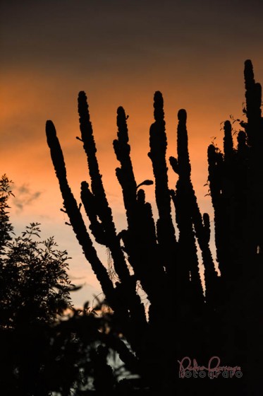 "Rojo, cactus y la no lluvia" de Pedro Ferreyra