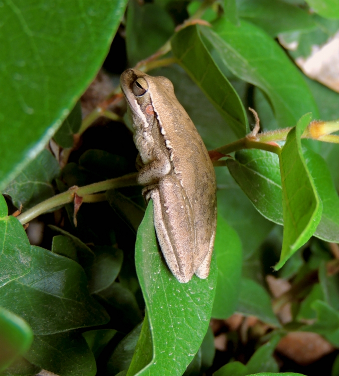 "Rana arborea" de Marcelo Di Nitto