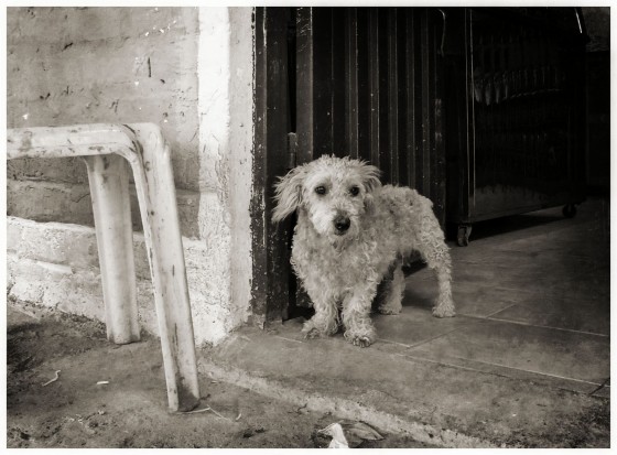 "Perrito en la tienda." de Ana Maria Walter