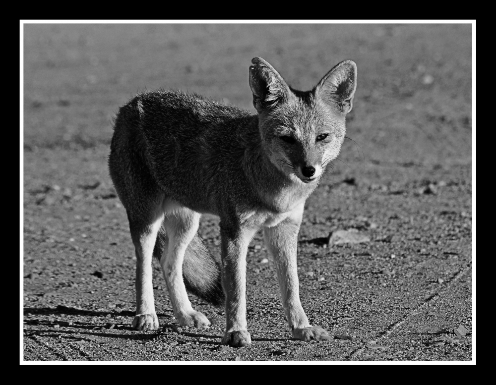 "Fox, ByN" de Gustavo Acosta