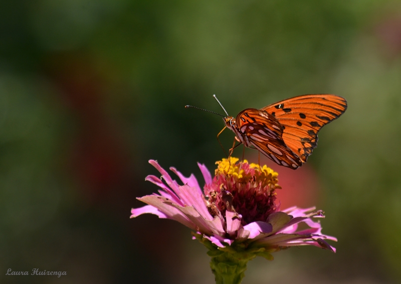 "Mariposa" de Laura Noem Huizenga