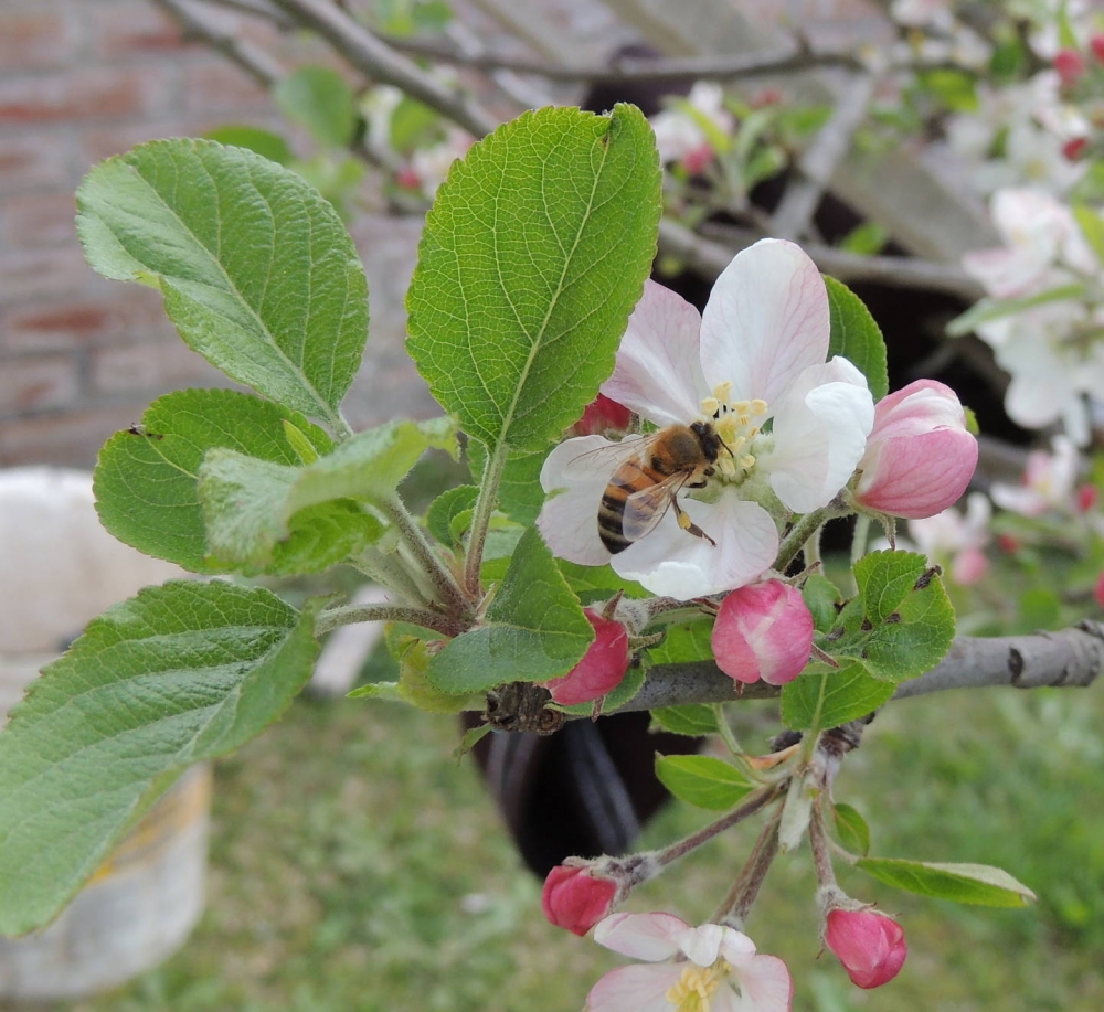 "La abeja en el manzano" de Alfredo Magadn