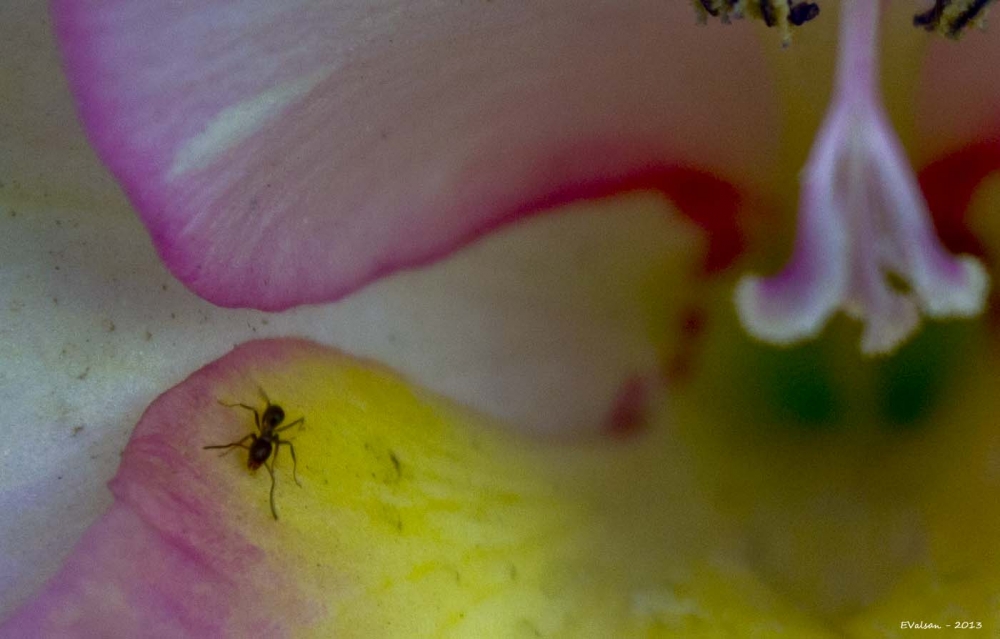 "La hormiga en la flor..." de Eduardo Valsangiacomo