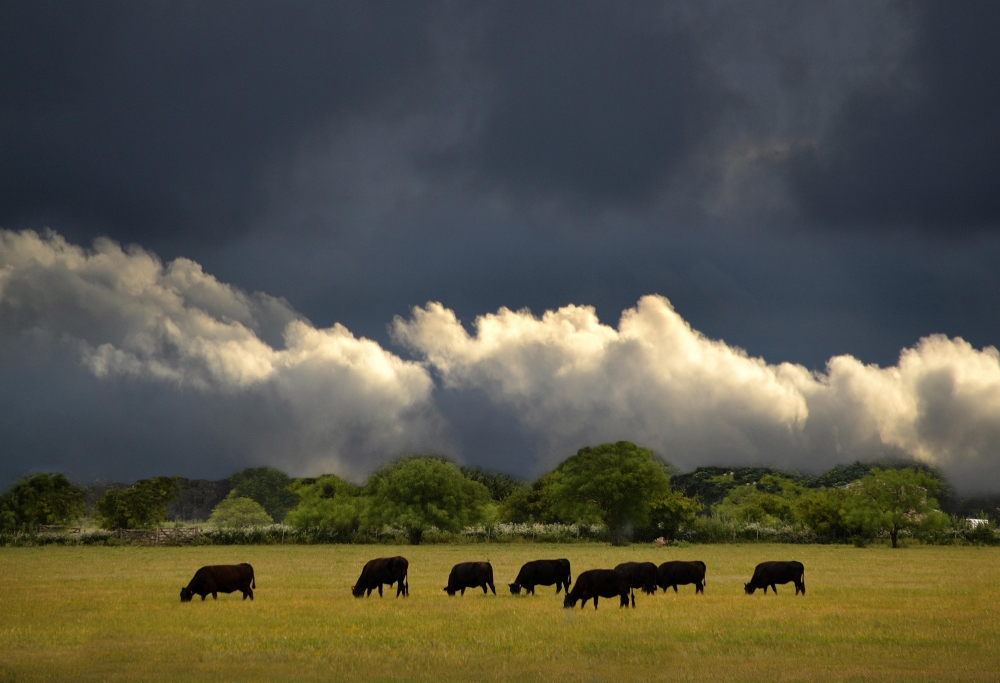 "Colores del campo" de Silvana Garat