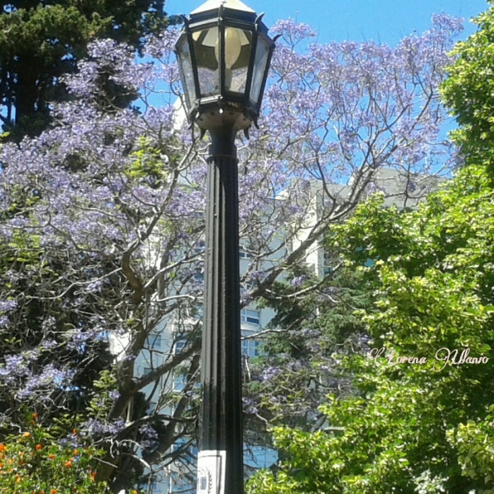 "Jacaranda" de Lorena Ulanio