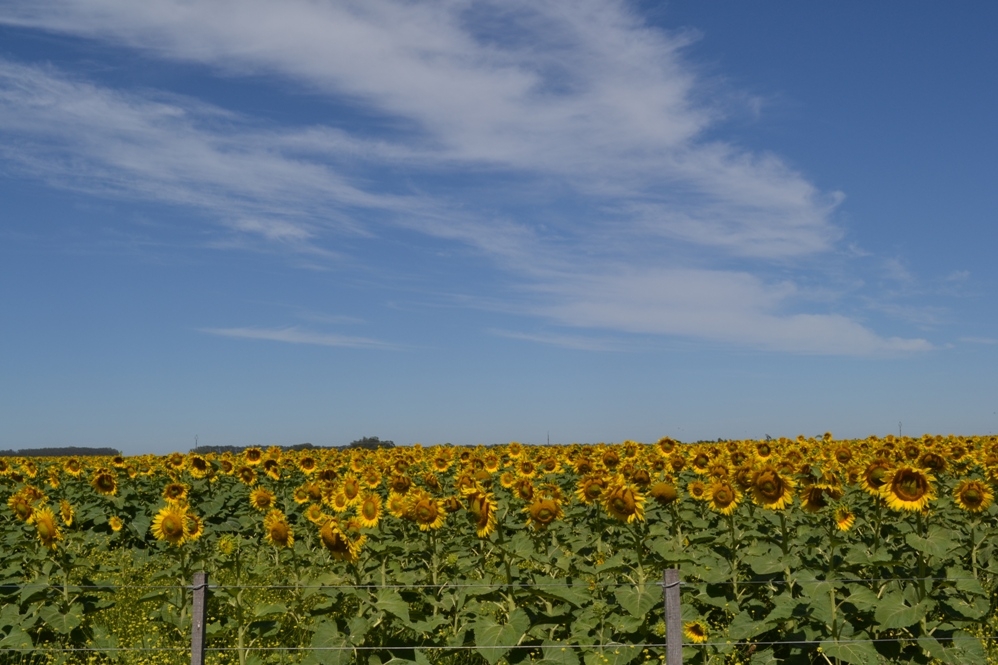 "Cultivo de girasol" de Mabel Ubeda