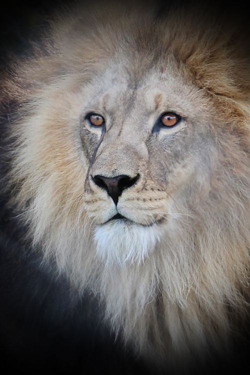 "lion" de Simon Ramirez