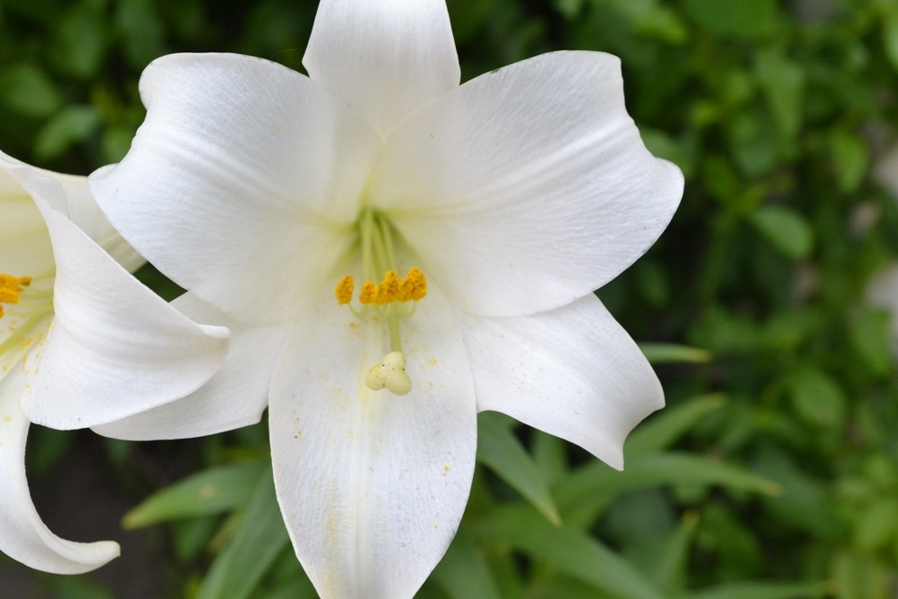 "Delicada flor blanca" de Mabel Ubeda
