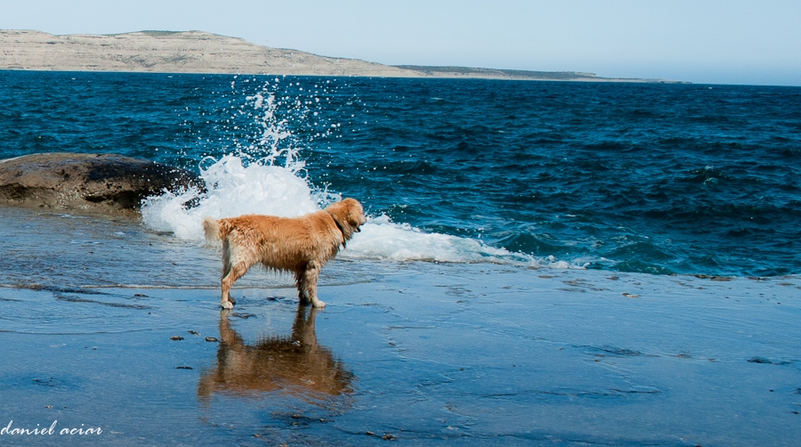 "el perro y el mar" de Daniel Aciar