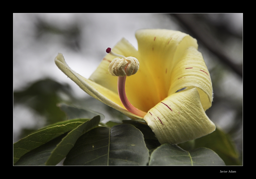 "Palo borracho, su flor" de Javier Adam