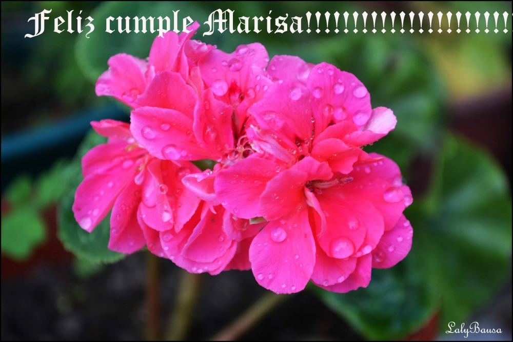 "Feliz cumple Marisa Hempe!!!!!!!!!!!!!!!" de Maria Laura Bausa