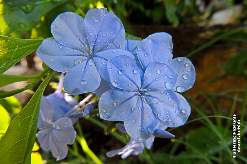 "gotas de lluvia" de Guillermo Daniel Pasquale