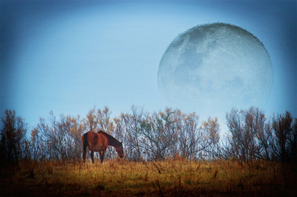 "El caballo y la luna" de Fernando Valdez Vazquez
