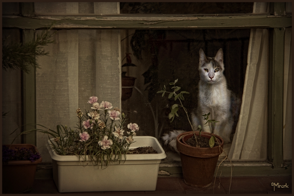 "El gato en la ooscuridad" de Mirta Steinberg