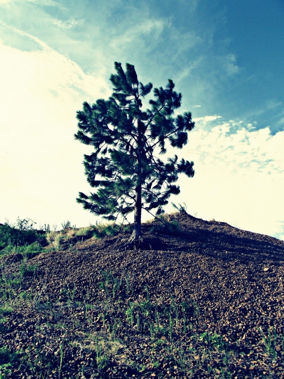 "El rbol" de Juan Menoni