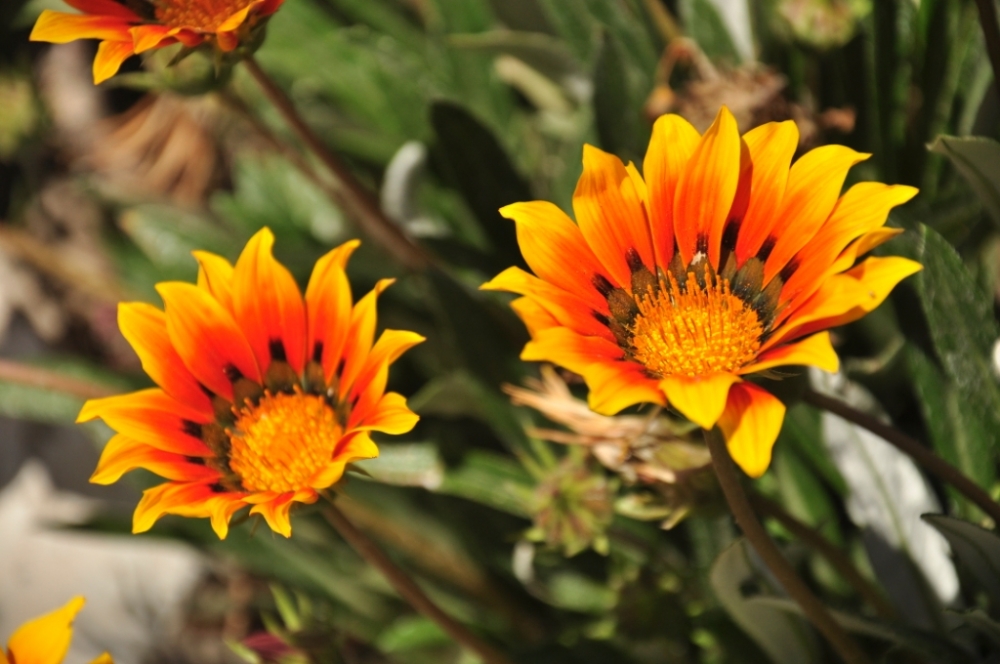 "flores" de Jose Alberto Vicente