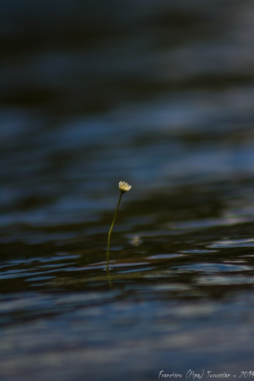 "A pesar de todo... floreci!!!!" de Francisco Andres Torossian