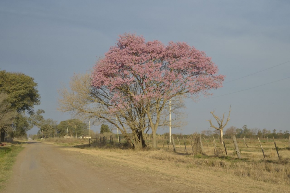 "Arboles" de Rubn Antonio Ulmer