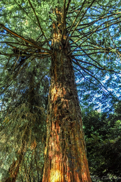 "Bosque encantado." de Stella Avila