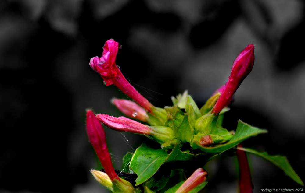 "Rojo y Verdes II" de Hctor Rodrguez Cacheiro