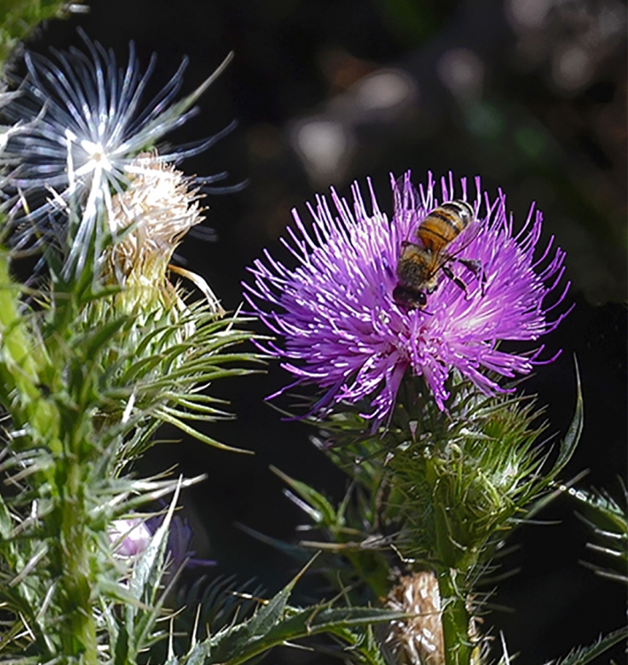 "El cardo y la abeja" de Silvia Beatriz Insaurralde (petalo)