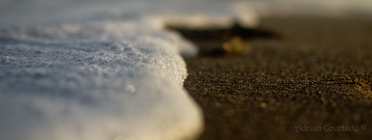 "Pequea porcin de playa" de Adrian Courtade