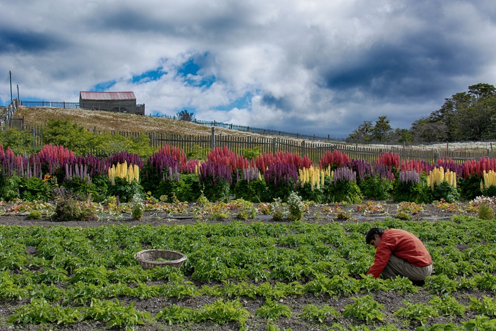 "El Jardn de la Estancia" de Hernn Bonsembiante