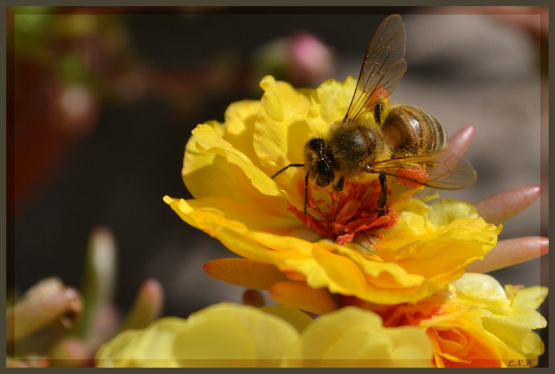 "Abeja posada en una flor" de Laura Noem Huizenga