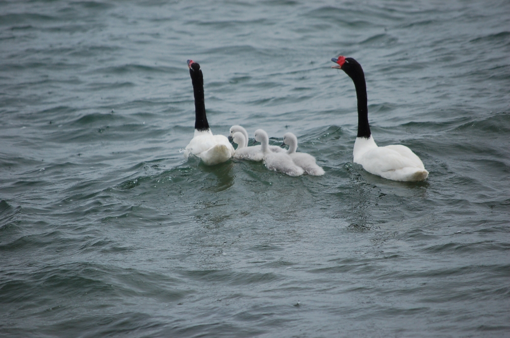 "en familia" de Cristina Butin