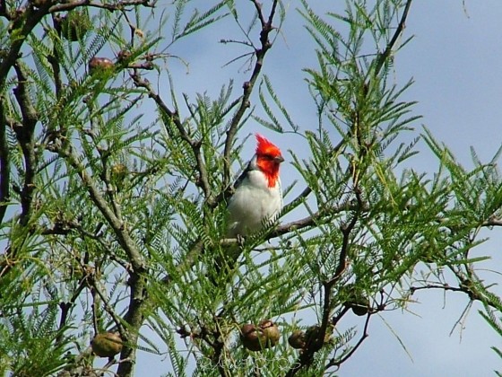 "cardenal" de Rubn Antonio Ulmer