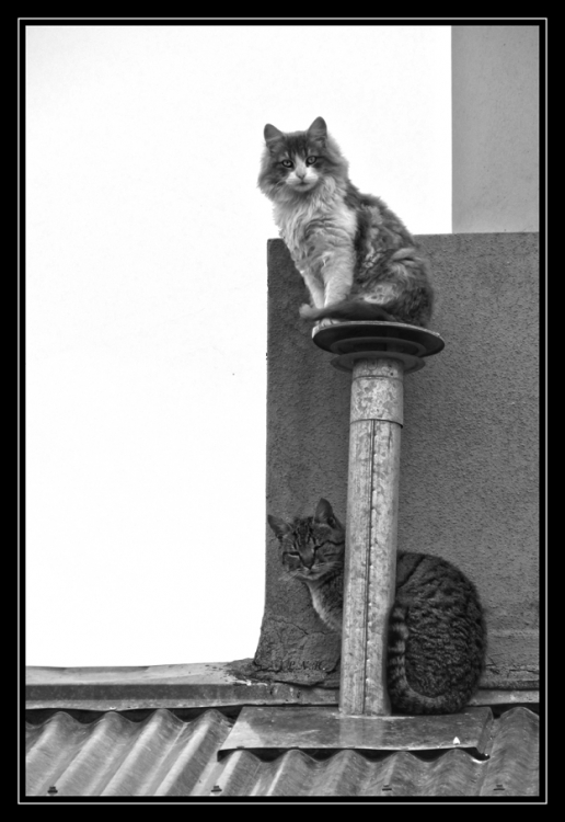 "Gatos en el tejado" de Laura Noem Huizenga