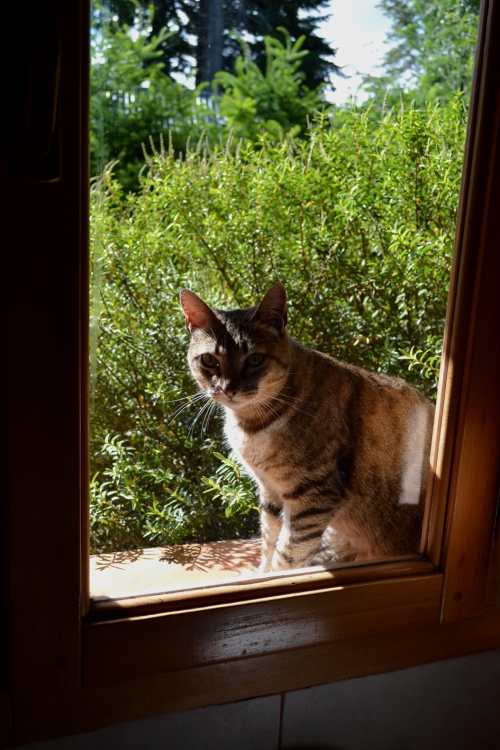 "Un gato en la ventana" de Eduardo Jorge Pompei