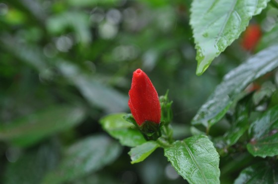 "Capullo Rojo" de Silvia Emilia Guerra