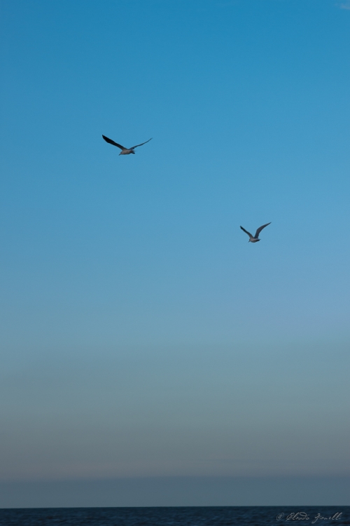 "Vuelo en libertad" de Claudio Gianelli