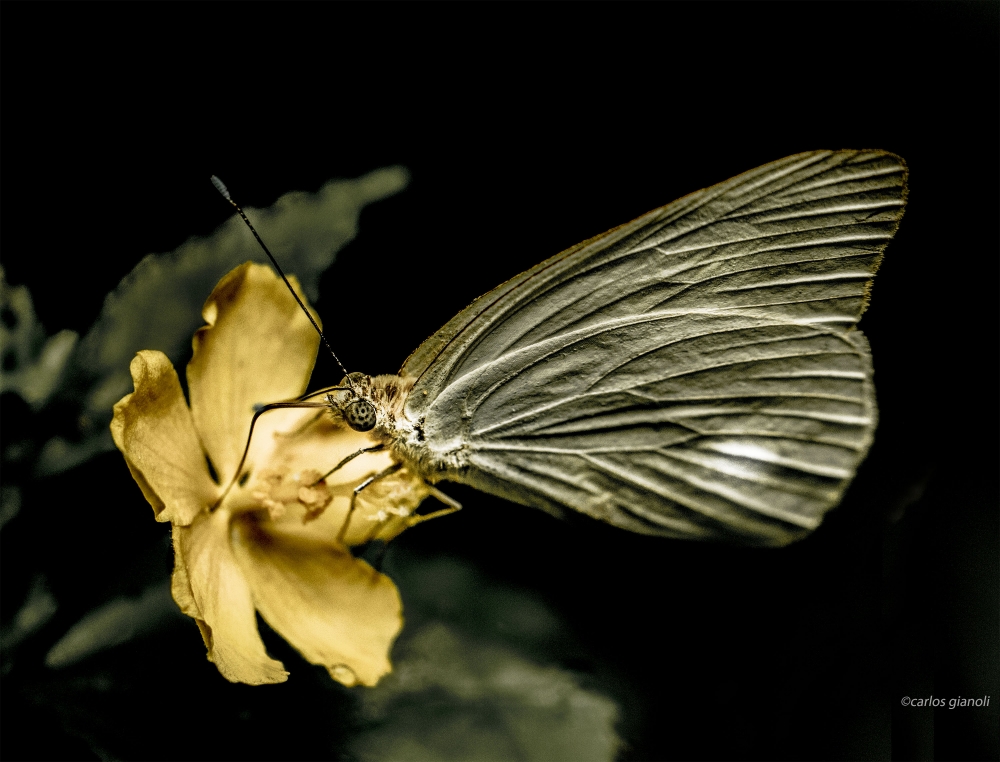 "Mariposa y flor amarilla" de Carlos Gianoli