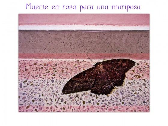 "Muerte en rosa para una mariposa" de Ana Maria Walter